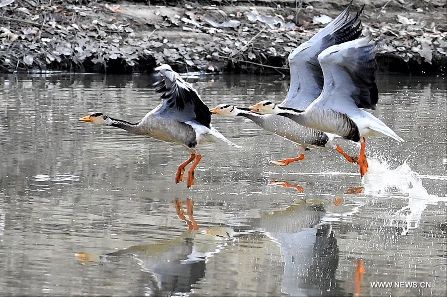 CHINA-TIBET-LHASA-BIRDS (CN)