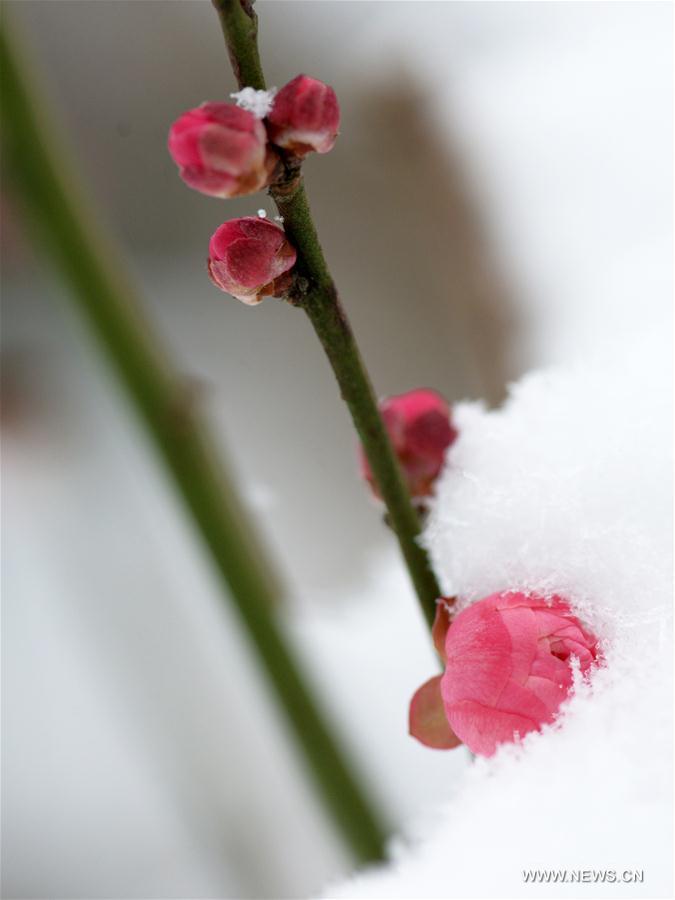 #CHINA-NANJING-RED PLUM (CN)