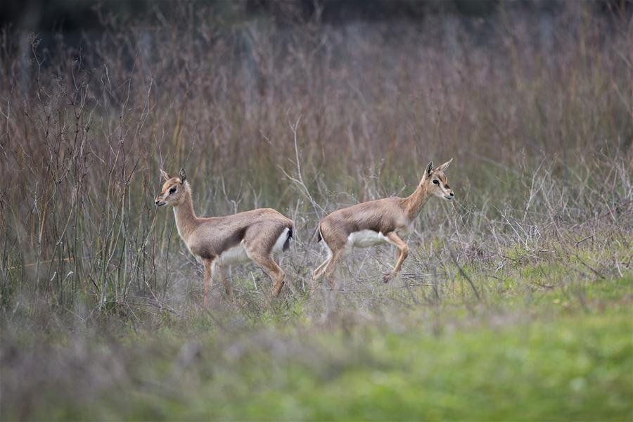 MIDEAST-JERUSALEM-GAZELLE VALLEY