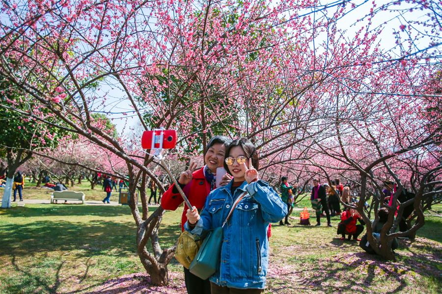 CHINA-HUNAN-CHANGSHA-PLUM BLOSSOMS (CN)