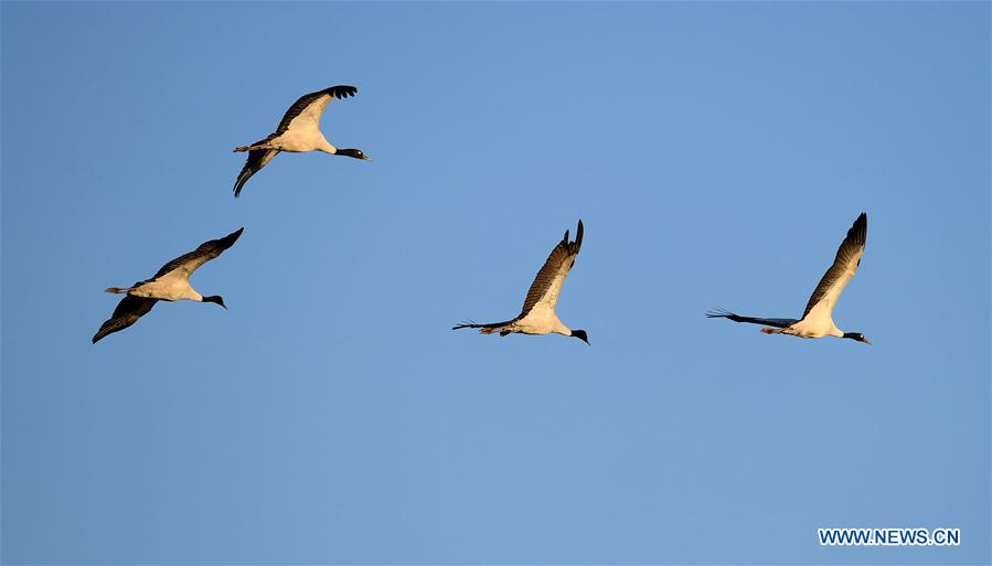 CHINA-YUNNAN-MIGRANT BIRDS (CN)