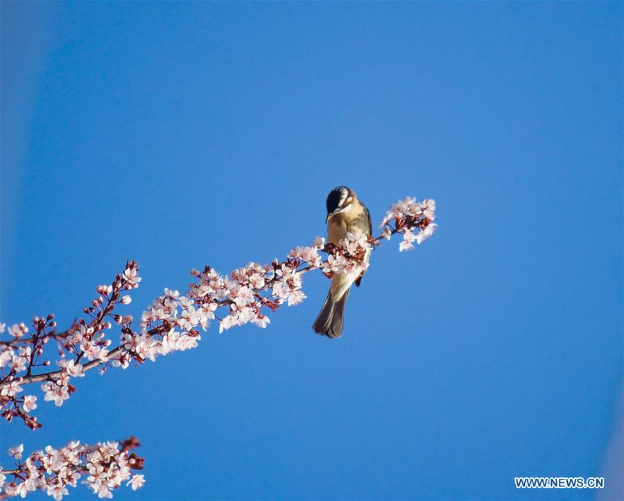 XINHUA PHOTO WEEKLY CHOICES (CN)