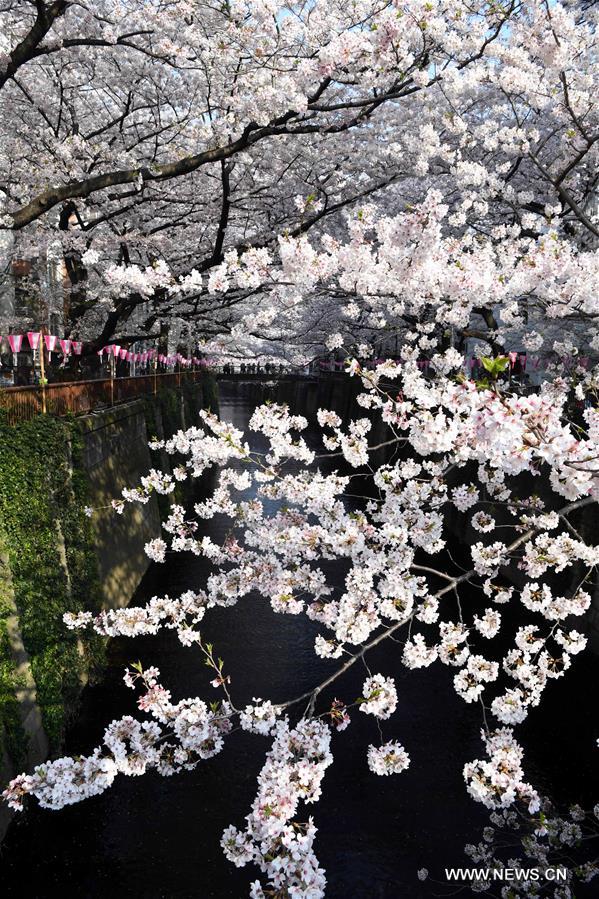 JAPAN-TOKYO-CHERRY BLOSSOMS