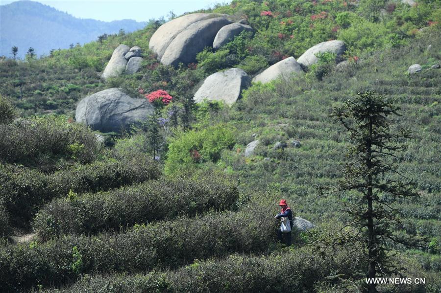 CHINA-NANCHANG-TEA PRODUCTION (CN)