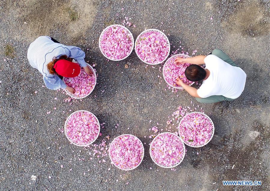 #CHINA-JIANGSU-ROSE PLANTING (CN)