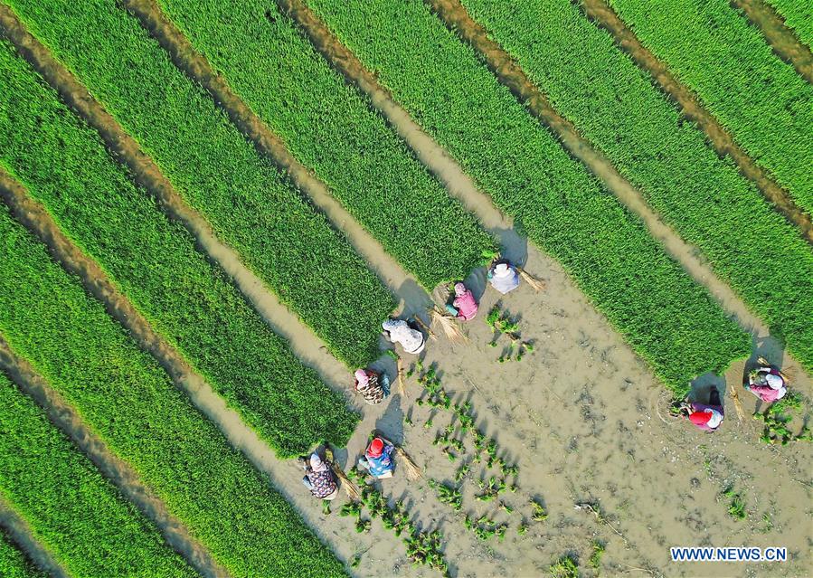 #CHINA-LIANYUNGANG-SALINE SOIL RICE-TRANSPLANTING(CN)