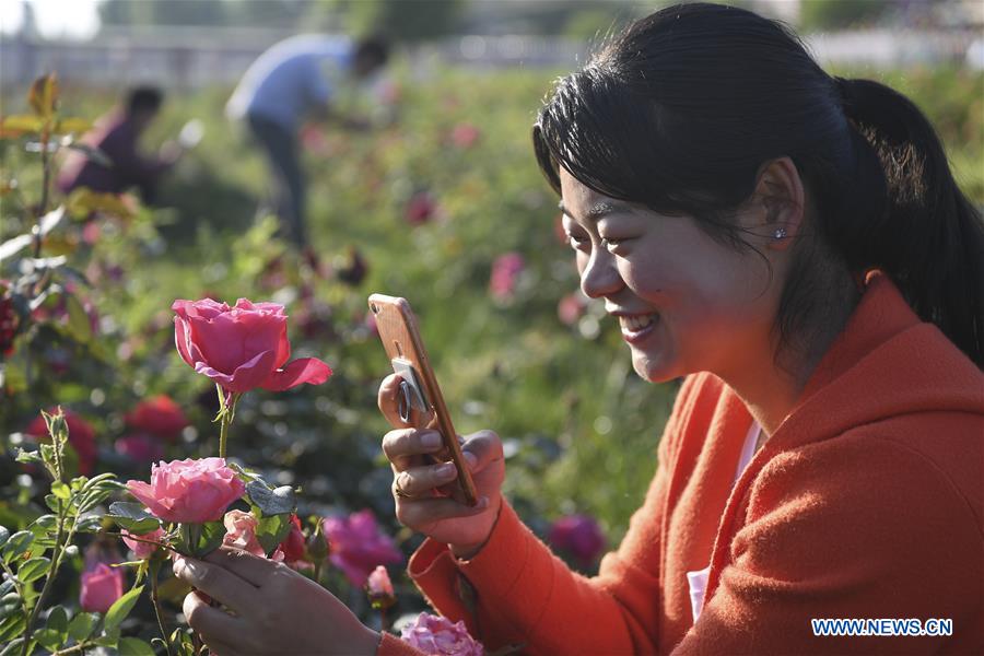 CHINA-SHAANXI-LUONAN-ROSE (CN)