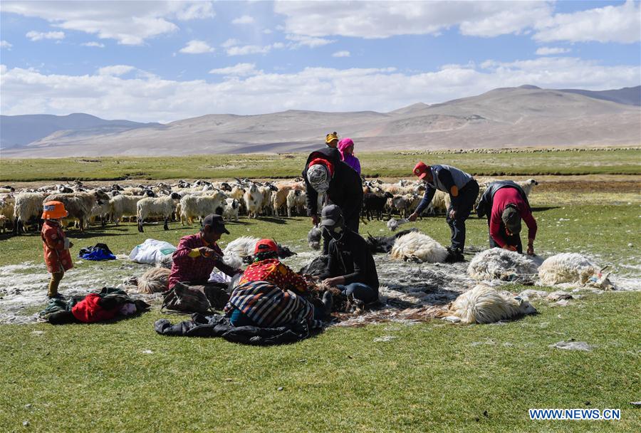 CHINA-TIBET-HERDSMEN-SHEARING (CN)