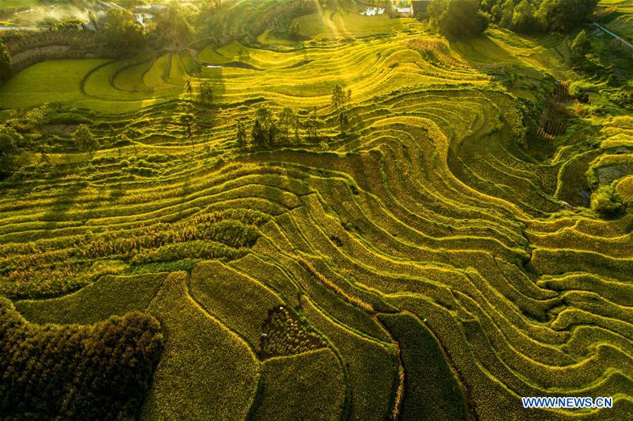 CHINA-AUTUMN-HARVEST(CN)