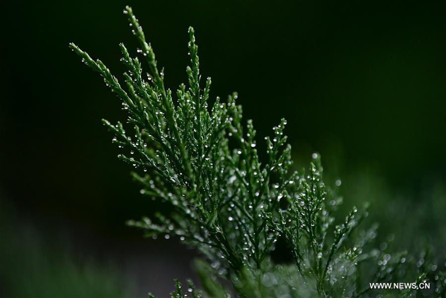 #CHINA-AUTUMN-DEWDROPS (CN)