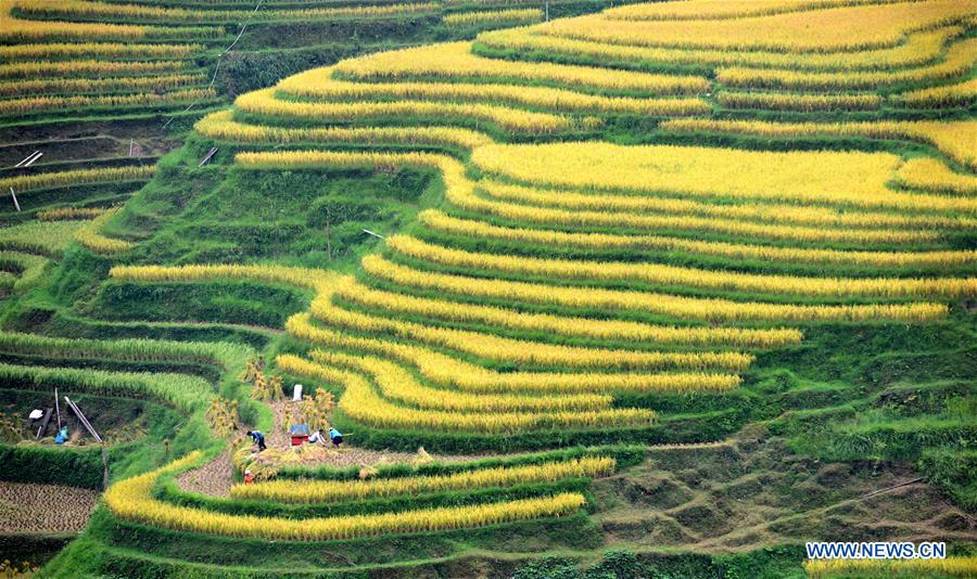 #CHINA-TERRACED FIELDS-AUTUMN SCENERY(CN)