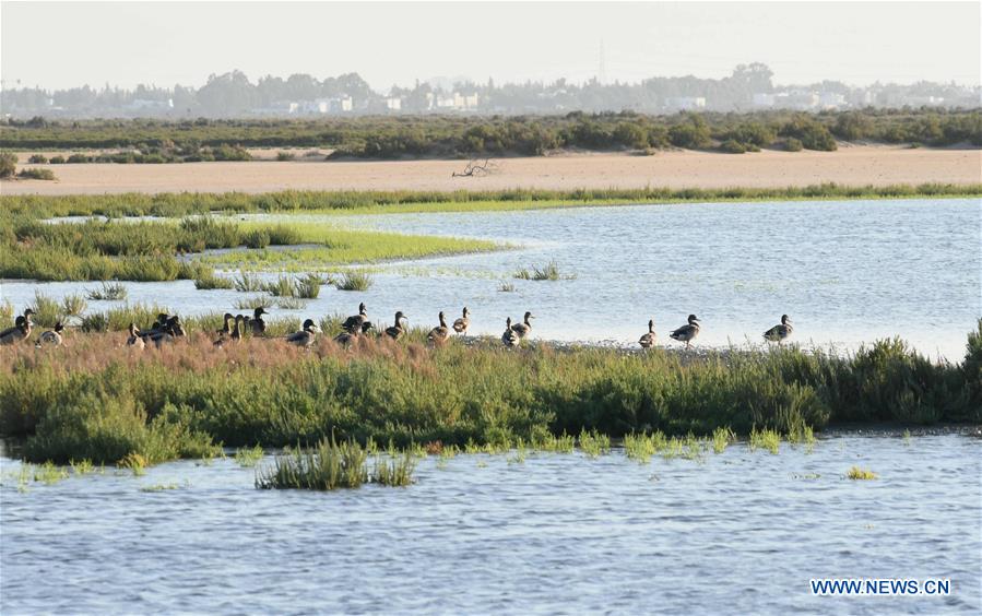 TUNISIA-GAMMARTH LAKE-BIRDS-MIGRATION