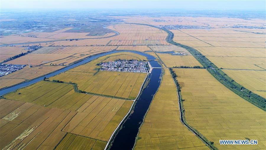 CHINA-HEBEI-RICE FIELDS(CN)