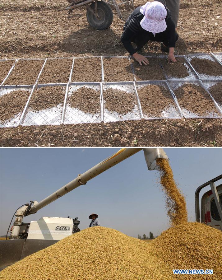 CHINA-SHANDONG-RICE-HARVEST (CN)