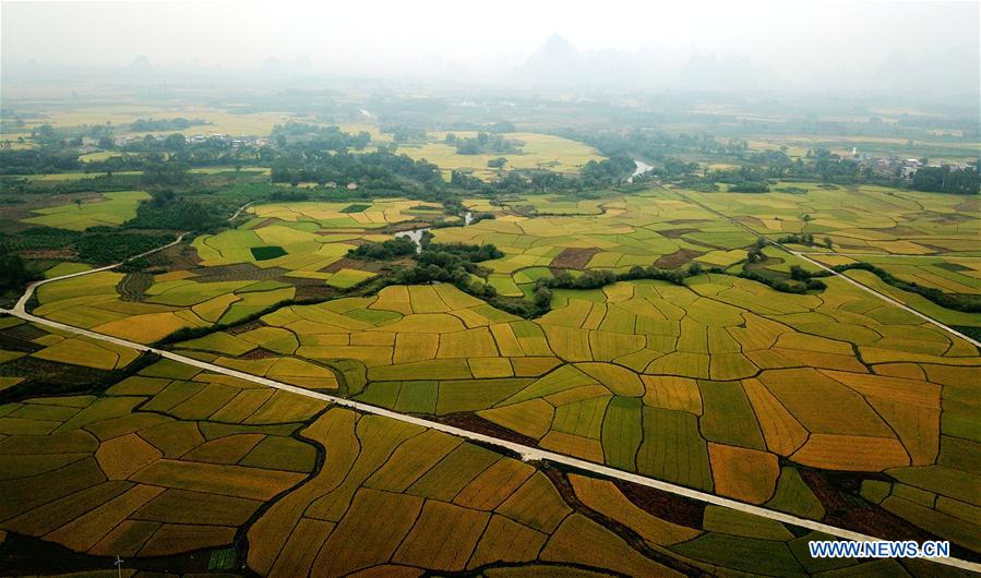 CHINA-GUANGXI-AUTUMN-SCENERY (CN)