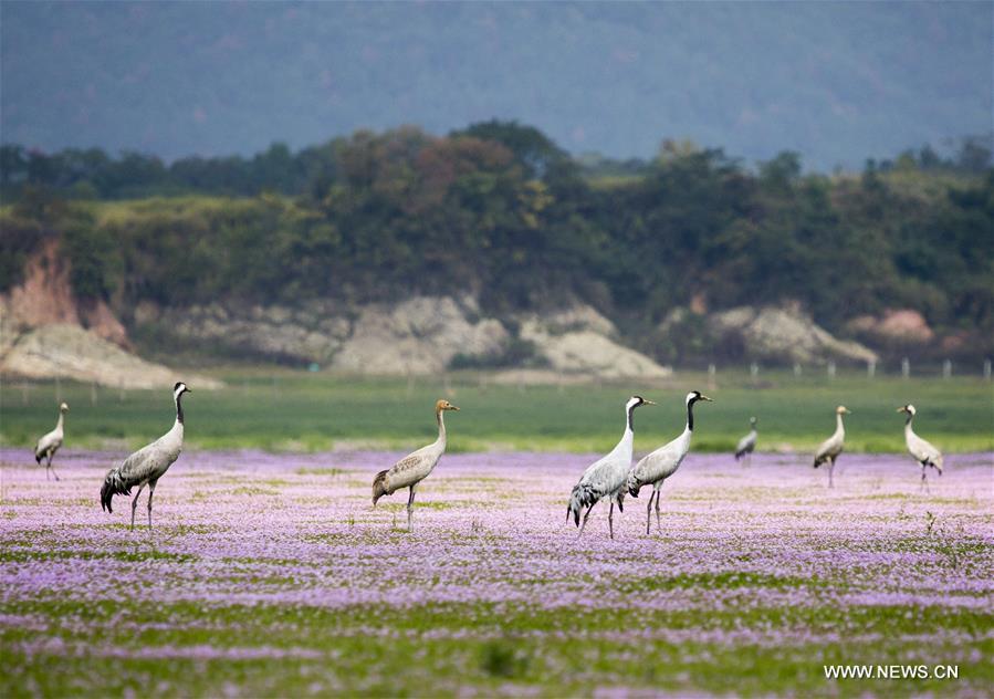 CHINA-JIANGXI-POYANG LAKE-MIGRATORY BIRDS (CN)