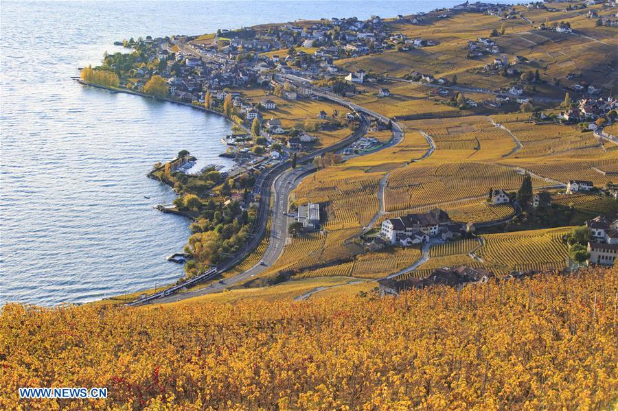 SWITZERLAND-LAVAUX-VINEYARDS-AUTUMN SCENERY