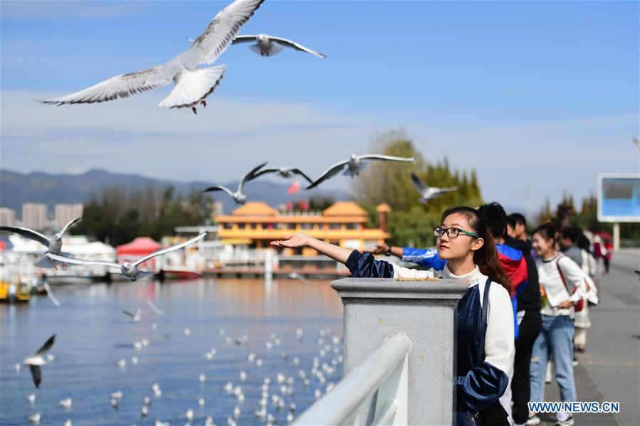 CHINA-YUNNAN-KUNMING-BLACK-HEADED GULL-MIGRATION (CN)