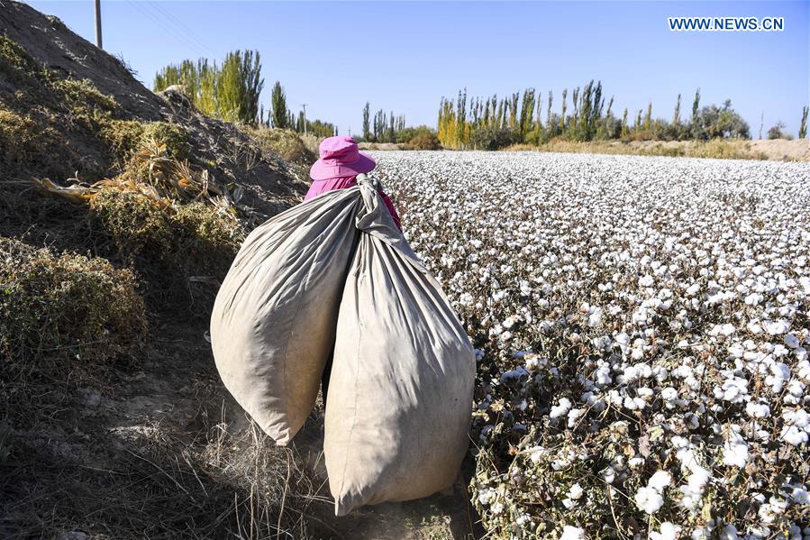 CHINA-XINJIANG-URUMQI-COTTON SEASON(CN)