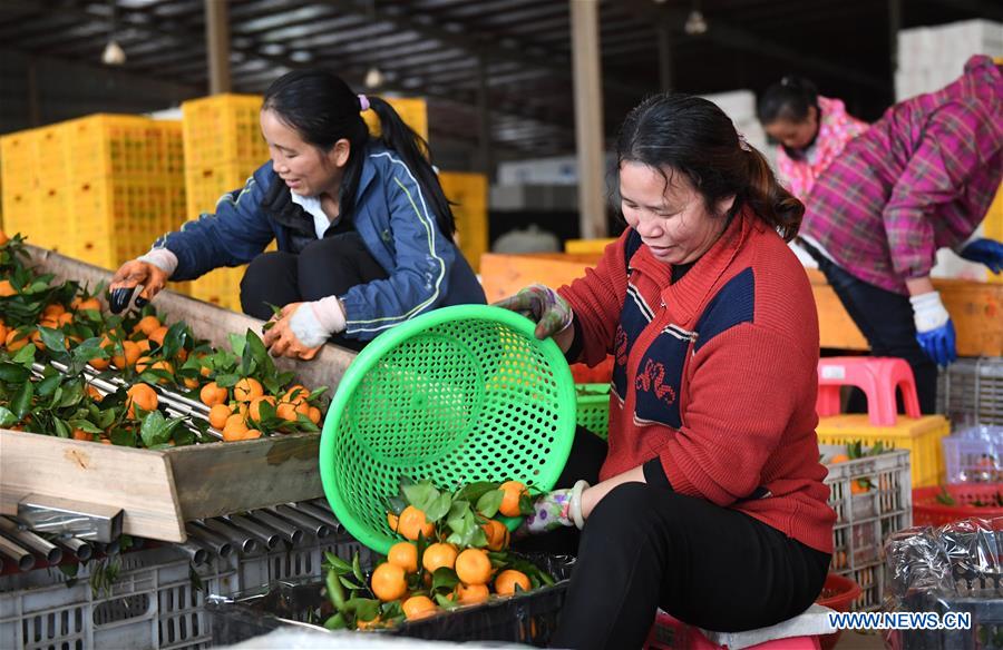 CHINA-GUANGXI-FRUIT INDUSTRY (CN)