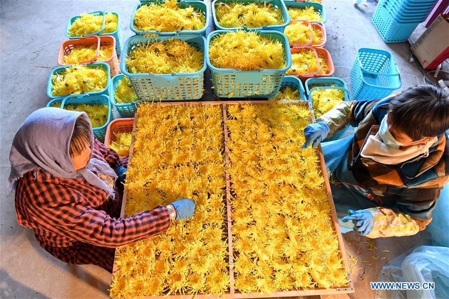 CHINA-HEBEI-CHRYSANTHEMUM PLANTING (CN)