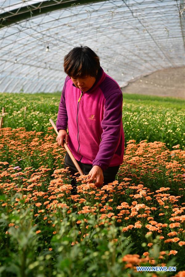 CHINA-HENAN-FLOWER PLANTING-INCOME RAISE (CN)