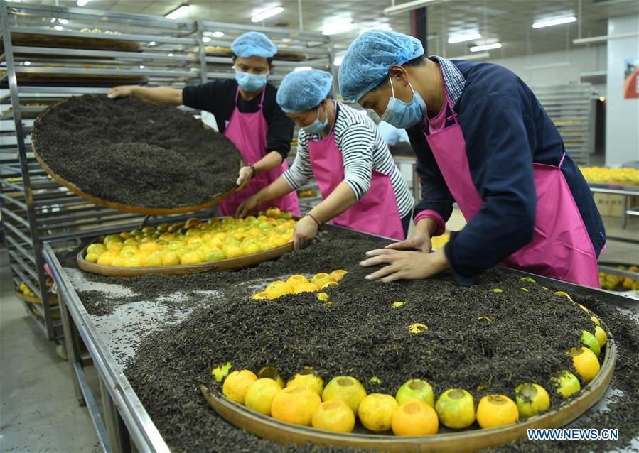 CHINA-GUANGDONG-JIANGMEN-TANGERINE-HARVEST(CN)