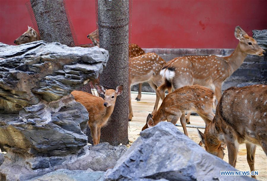 (InPalaceMuseum)CHINA-BEIJING-PALACE-MUSEUM-SIKA DEER (CN)