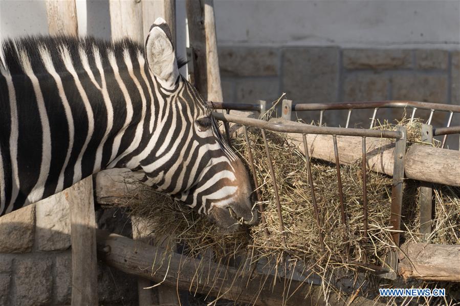 HUNGARY-BUDAPEST-ZOO-ANIMAL CENSUS