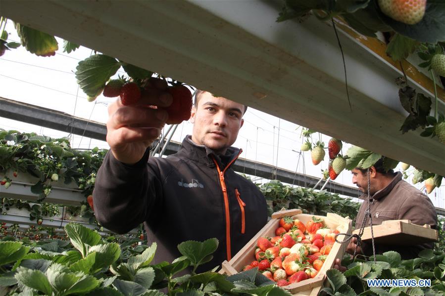 MIDEAST-GAZA-STRAWBERRY-HARVEST