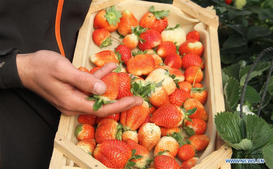 MIDEAST-GAZA-STRAWBERRY-HARVEST