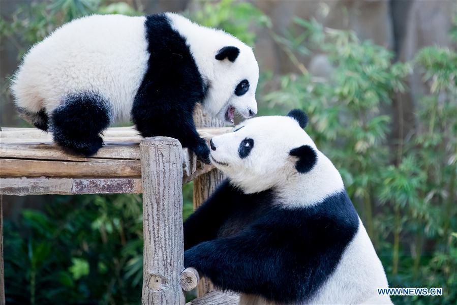 MALAYSIA-KUALA LUMPUR-GIANT PANDA BABY-BIRTHDAY