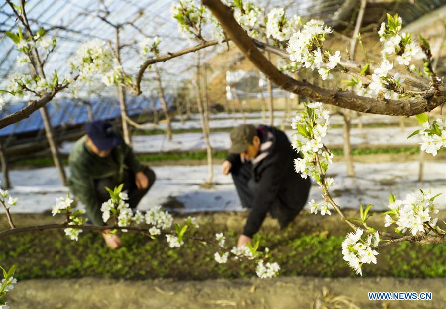 #CHINA-GREENHOUSE-SPRING (CN)