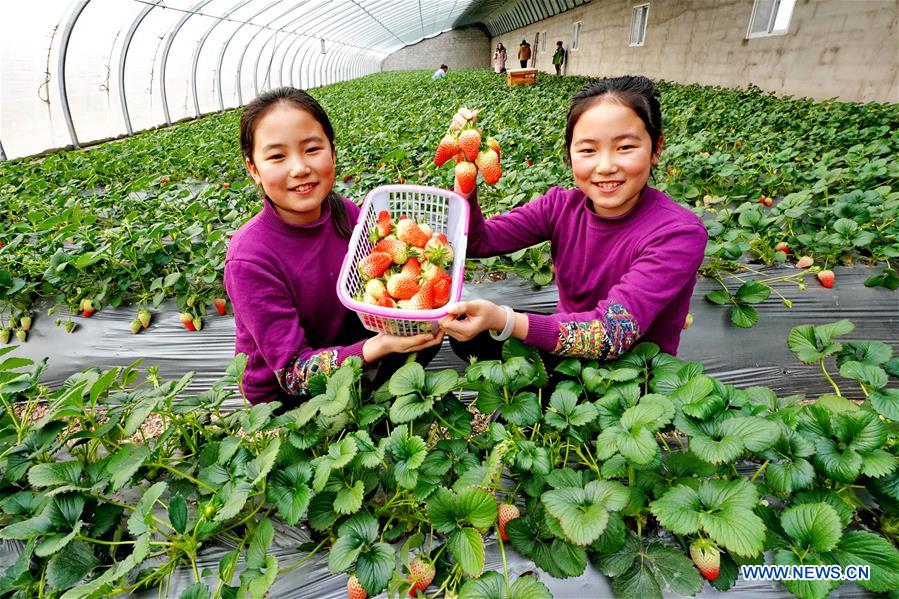 CHINA-HEBEI-SHIJIAZHUANG-AGRICULTURE (CN)