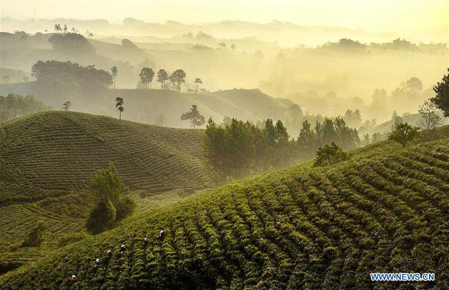 CHINA-RURAL DEVELOPMENT (CN)