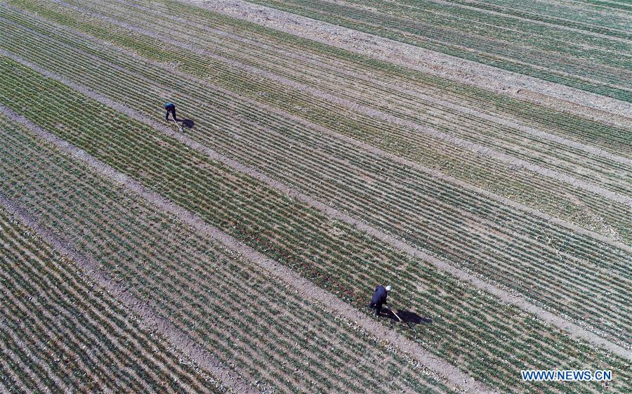 #CHINA-JINGZHE-FARM WORK (CN)