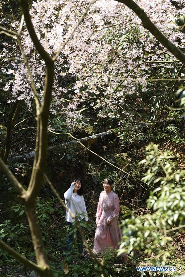 CHINA-ZHEJIANG-SPRING-WILD CHERRY (CN)