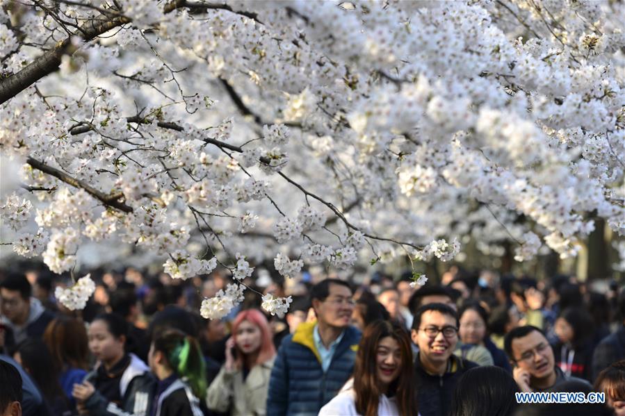 #CHINA-SPRING-CHERRY BLOSSOMS (CN)