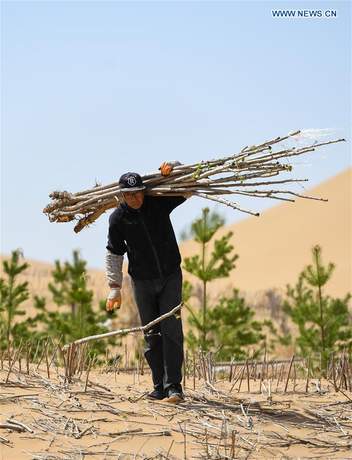 CHINA-INNER MONGOLIA-KUBUQI-TREE PLANTING (CN)