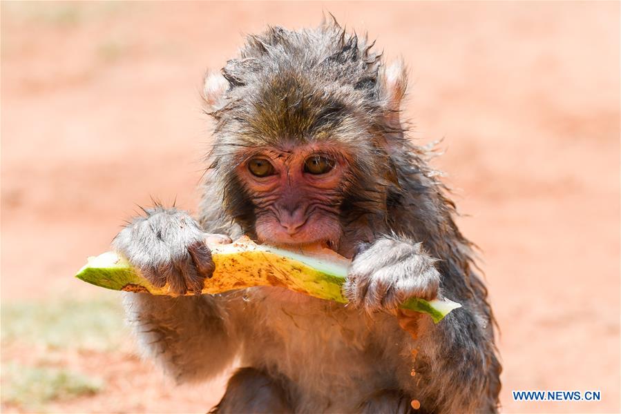 CHINA-HAINAN-HAIKOU-ZOO-HEAT WAVE (CN)