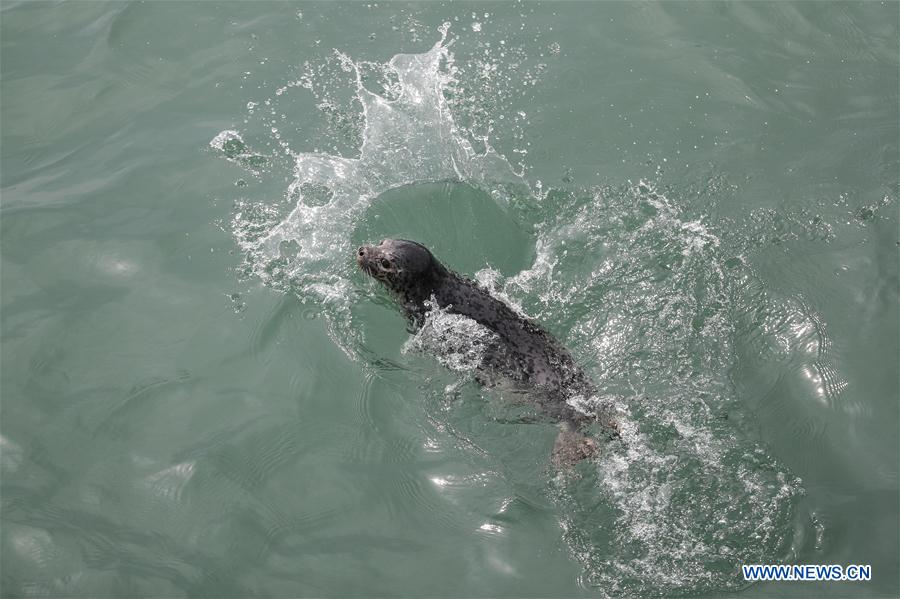 CHINA-LIAONING-DALIAN-RARE SEALS-RELEASE (CN)