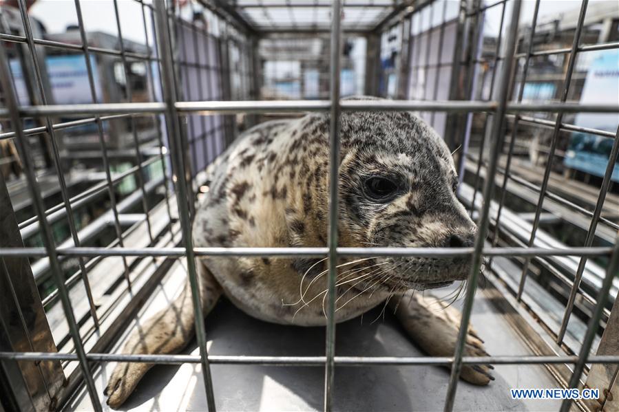 CHINA-LIAONING-DALIAN-RARE SEALS-RELEASE (CN)