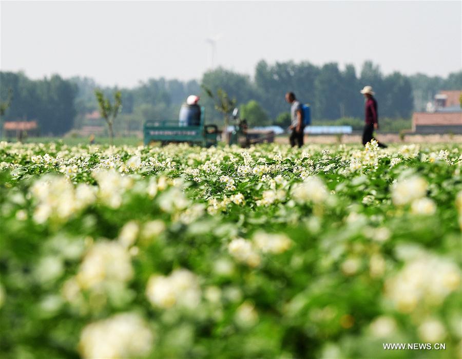 CHINA-SHANDONG-JIAOZHOU-POTATO FLOWERS (CN)