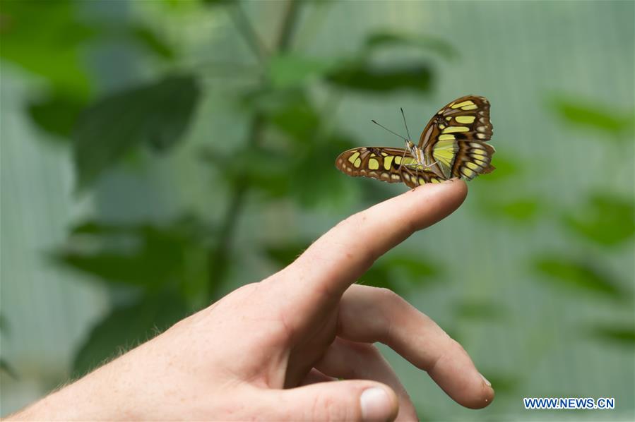 HUNGARY-BUDAPEST-ZOO-BUTTERFLY