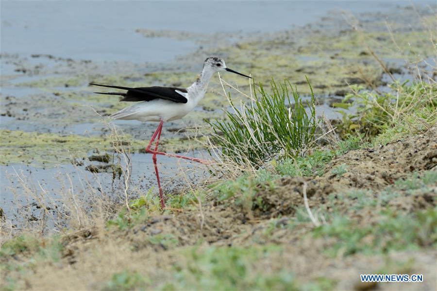 CHINA-XINJIANG-ULUNGGUR LAKE-WILD BIRDS (CN)