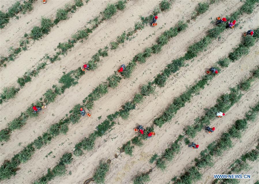 #CHINA-NINGXIA-WUZHONG-WOLFBERRY-HARVEST (CN)