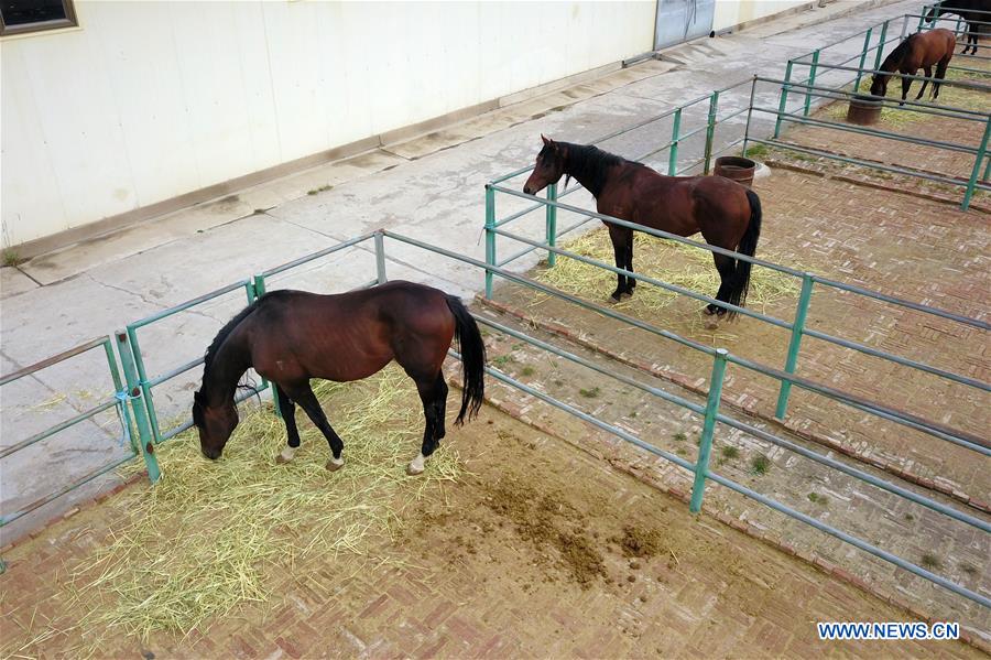 CHINA-GANSU-HORSE RANCH (CN)