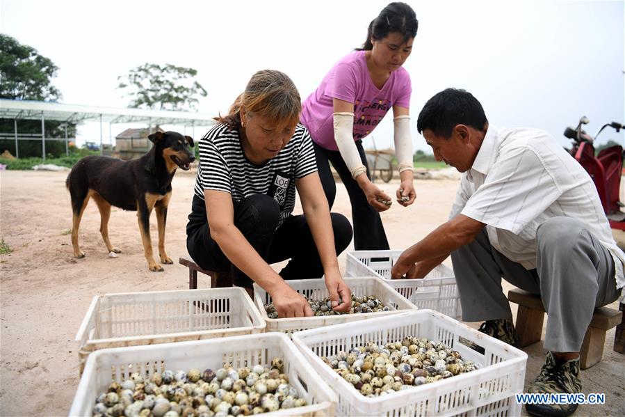 CHINA-ANHUI-QIAOTOU-QUAIL INDUSTRY (CN)