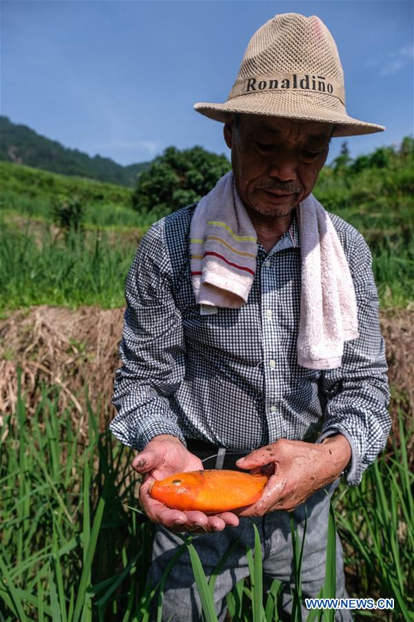 CHINA-ZHEJIANG-QINGTIAN-TERRACED FIELDS-ECOLOGICAL AGRICULTURE (CN)