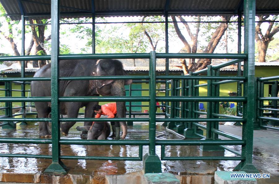 INDONESIA-SURABAYA-BABY ELEPHANT